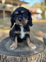 Tilly, a female Cockalier for sale in Seneca, MO – 1 of 1
