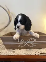 Rocky, a male Cockalier for sale in Seneca, MO – Photo 2 of 3
