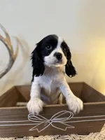 Rocky, a male Cockalier for sale in Seneca, MO – Photo 3 of 3
