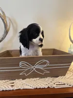 Rocky, a male Cockalier for sale in Seneca, MO – Photo 1 of 3