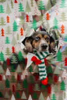 Otis, a male Beagle and Cocker Spaniel for sale in Seneca, MO – 4 of 9