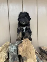 Poe, a male Miniature Aussiedoodle for sale in Seneca, MO – Photo 2 of 3