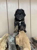 Poe, a male Miniature Aussiedoodle for sale in Seneca, MO – Photo 3 of 3