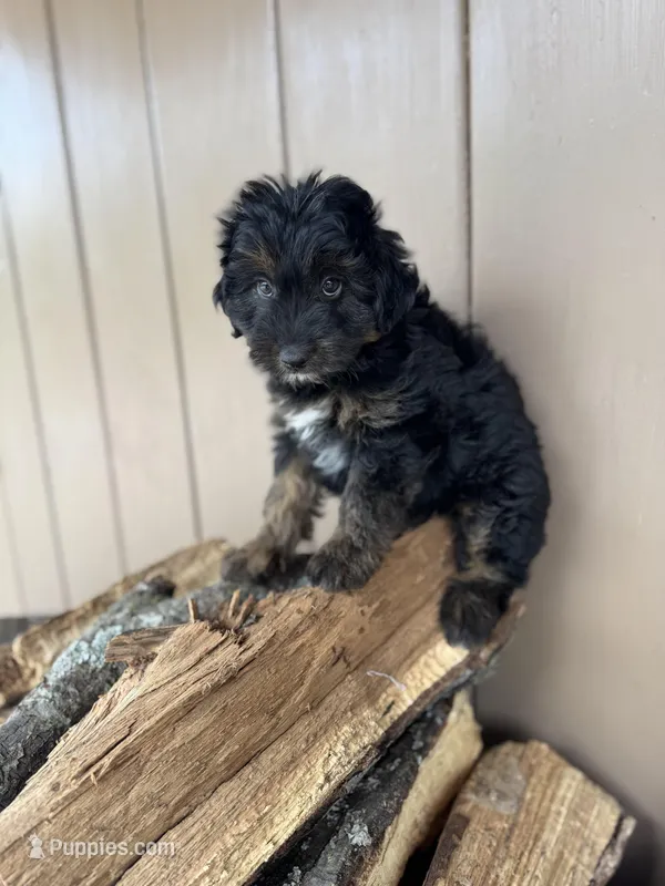 Poe, a male Miniature Aussiedoodle for sale in Seneca, MO – Photo 1 of 3