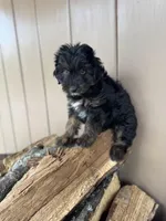 Poe, a male Miniature Aussiedoodle for sale in Seneca, MO – Photo 1 of 3