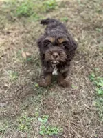 Harper Jane, a female Cockapoo for sale in Seneca, MO – Photo 2 of 4