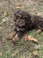 Harper Jane, a female Cockapoo for sale in Seneca, MO – Photo 1 of 4