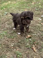 Harper Jane, a female Cockapoo for sale in Seneca, MO – Photo 4 of 4