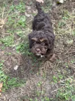 Harper Jane, a female Cockapoo for sale in Seneca, MO – Photo 3 of 4