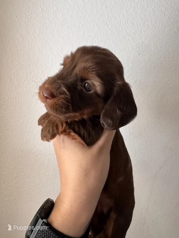 Chase  – Miniature Dachshund puppy for sale in Seneca, MO