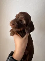Chase , a male Miniature Dachshund for sale in Seneca, MO – 1 of 5