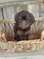 Sky, a female Cockapoo for sale in Seneca, MO – 2 of 3
