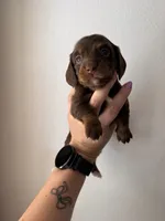 Skye, a female Miniature Dachshund for sale in Seneca, MO – 3 of 4