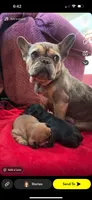 Penny  , a female French Bulldog for sale in Seneca, MO – 3 of 3