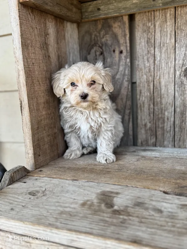 Stud – Maltipoo puppy for sale in Seneca, MO