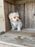Stud, a male Maltipoo for sale in Seneca, MO – Photo 2 of 3