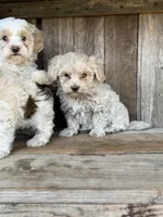 Stud, a male Maltipoo for sale in Seneca, MO – Photo 3 of 3