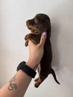 Rubble, a male Miniature Dachshund for sale in Seneca, MO – 5 of 5