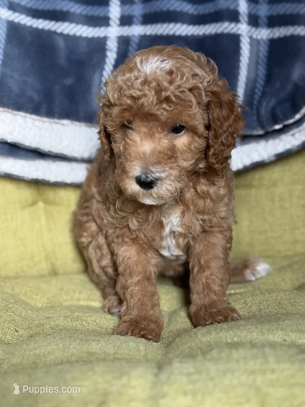 Sofia , a female Poodle - Miniature  for sale in Seneca, MO – 1 of 3