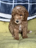 Sofia , a female Poodle - Miniature  for sale in Seneca, MO – 1 of 3