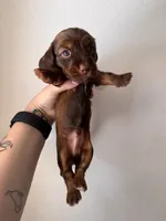Chase , a male Miniature Dachshund for sale in Seneca, MO – 2 of 5