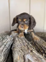 Molly, a female Cockalier for sale in Seneca, MO – Photo 2 of 3