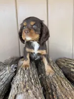 Molly, a female Cockalier for sale in Seneca, MO – Photo 3 of 3