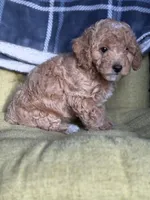 Kitty, a female Poodle - Miniature  for sale in Seneca, MO – 3 of 3
