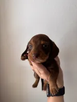 Everest, a female Miniature Dachshund for sale in Seneca, MO – 2 of 3