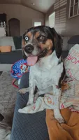 Otis, a male Beagle and Cocker Spaniel for sale in Seneca, MO – 1 of 9