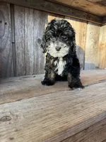 Buzz, a male Cockapoo for sale in Seneca, MO – Photo 1 of 9