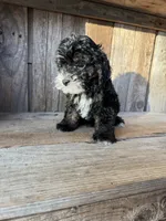 Buzz, a male Cockapoo for sale in Seneca, MO – Photo 2 of 9