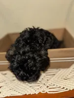 Buzz, a male Cockapoo for sale in Seneca, MO – Photo 6 of 9