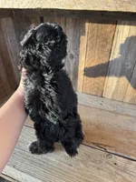 Buzz, a male Cockapoo for sale in Seneca, MO – Photo 3 of 9
