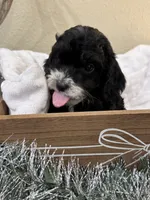 Buzz, a male Cockapoo for sale in Seneca, MO – Photo 8 of 9