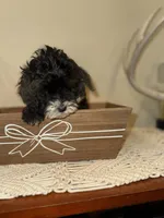 Buzz, a male Cockapoo for sale in Seneca, MO – Photo 5 of 9
