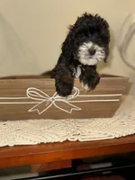 Buzz, a male Cockapoo for sale in Seneca, MO – Photo 4 of 9