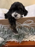 Buzz, a male Cockapoo for sale in Seneca, MO – Photo 9 of 9