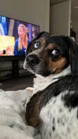 Otis, a male Beagle and Cocker Spaniel for sale in Seneca, MO – 3 of 9