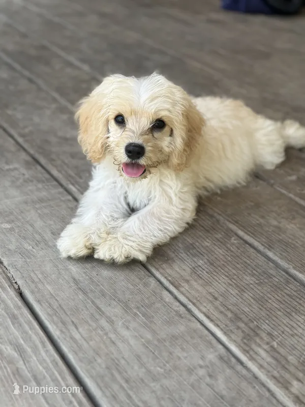 Duke – Cavapoo puppy for sale in Seneca, MO