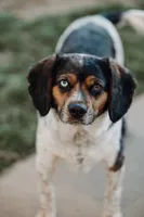 Otis, a male Beagle and Cocker Spaniel for sale in Seneca, MO – 9 of 9
