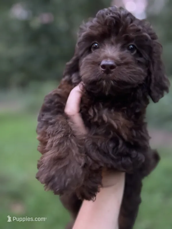 Sky – Cockapoo puppy for sale in Seneca, MO
