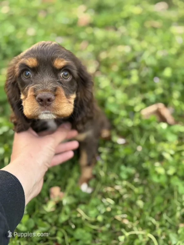 Sally – Cockalier puppy for sale in Seneca, MO