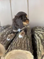 Sally, a female Cockalier for sale in Seneca, MO – Photo 3 of 3