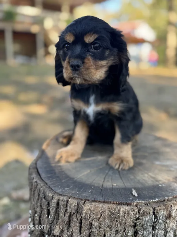 Lilly, a female Cockalier for sale in Seneca, MO – 1 of 1