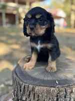 Lilly, a female Cockalier for sale in Seneca, MO – 1 of 1
