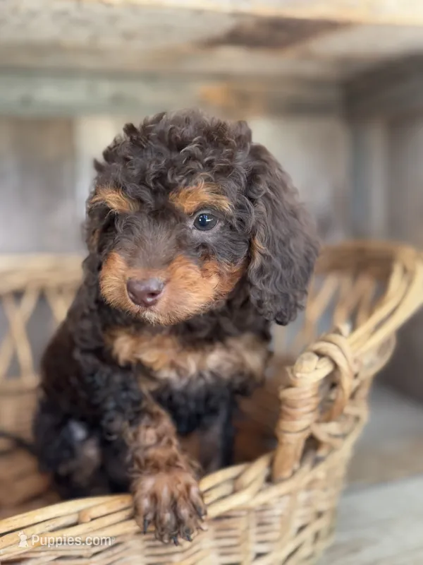 Sally jr – Cockapoo puppy for sale in Seneca, MO