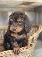 Sally jr, a female Cockapoo for sale in Seneca, MO – 1 of 5
