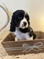 Spike , a male Cockalier for sale in Seneca, MO – Photo 1 of 2