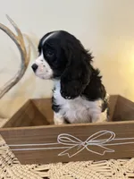 Spike , a male Cockalier for sale in Seneca, MO – Photo 2 of 2